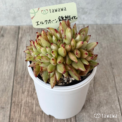 エルクホーン錦綴化【tawawaハウス苗】