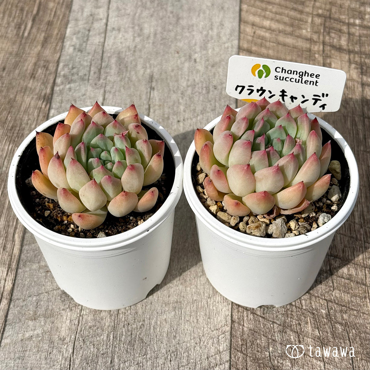 ＊新発売＊　クラウンキャンディ（チャンヒー農園）【tawawaハウス苗】
