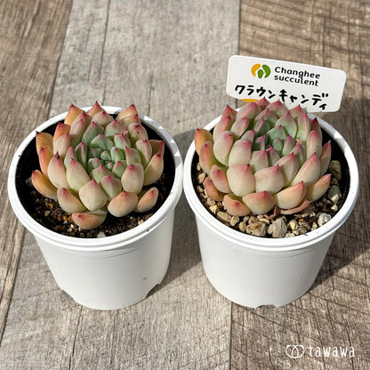 ＊新発売＊　クラウンキャンディ（チャンヒー農園）【tawawaハウス苗】