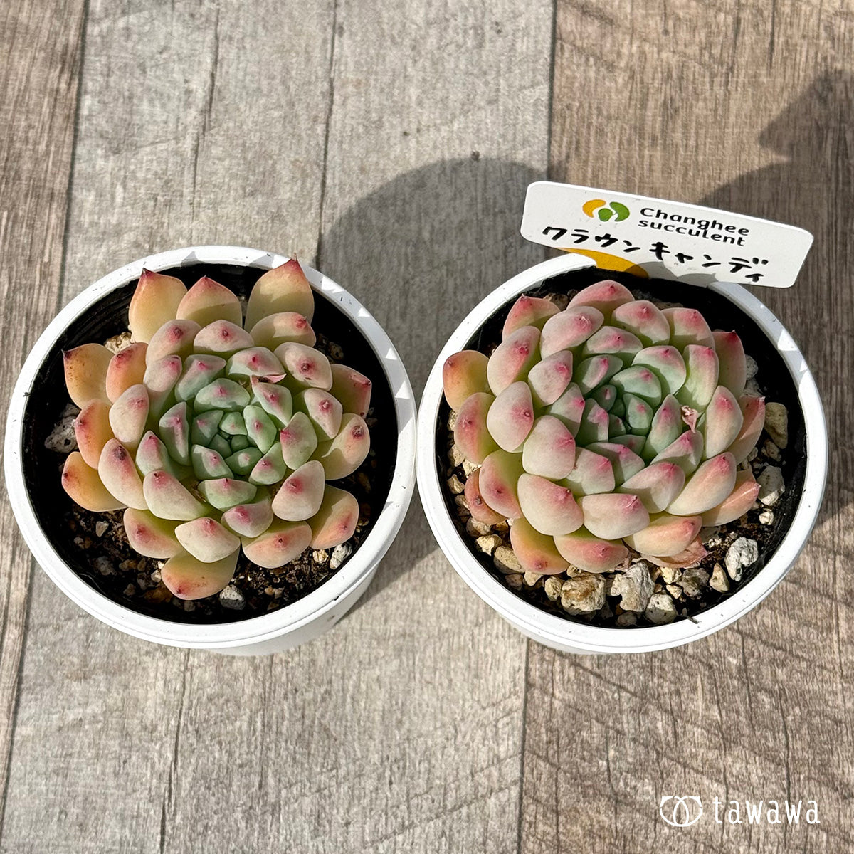 ＊新発売＊　クラウンキャンディ（チャンヒー農園）【tawawaハウス苗】