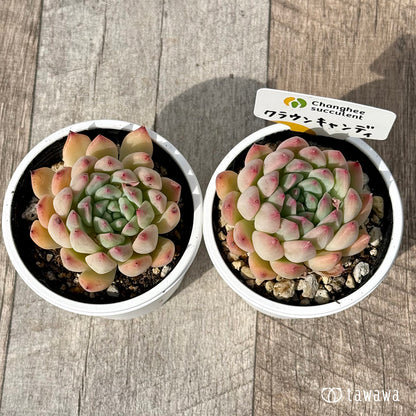 ＊新発売＊　クラウンキャンディ（チャンヒー農園）【tawawaハウス苗】