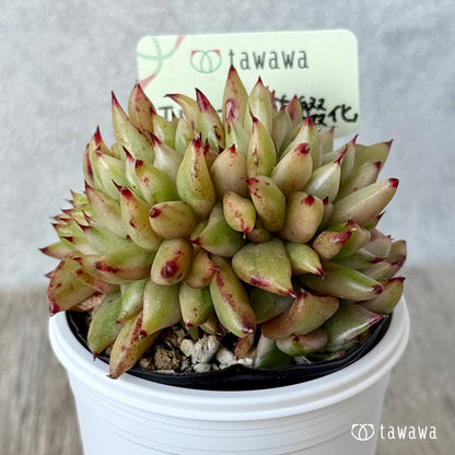 エルクホーン錦綴化【tawawaハウス苗】