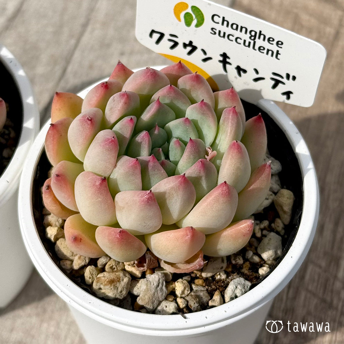 ＊新発売＊　クラウンキャンディ（チャンヒー農園）【tawawaハウス苗】