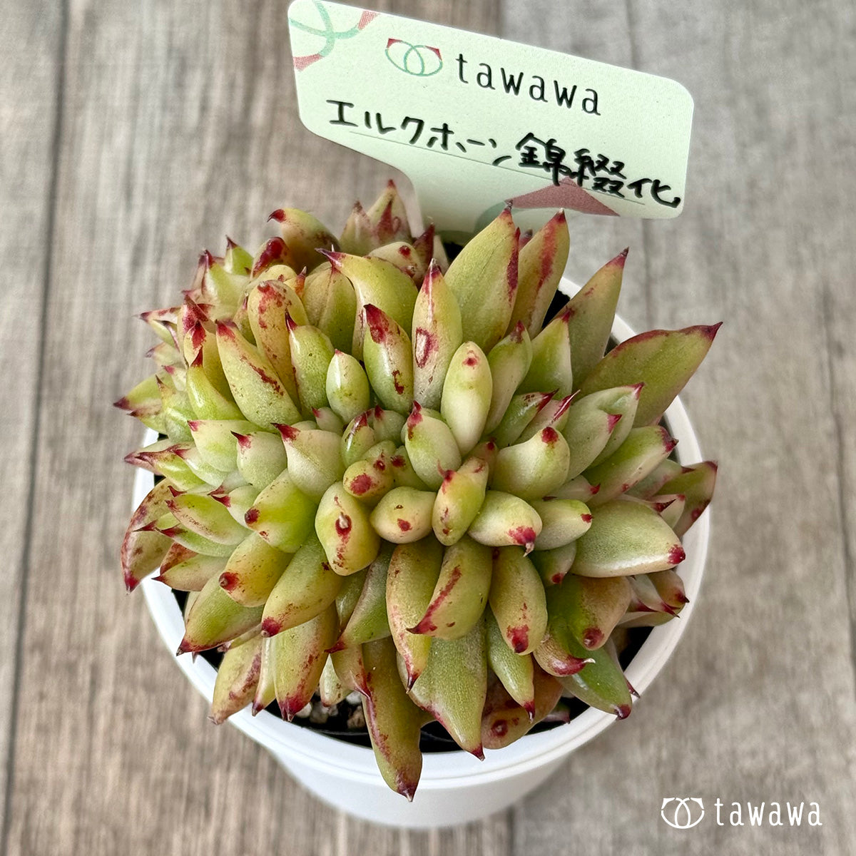 エルクホーン錦綴化【tawawaハウス苗】