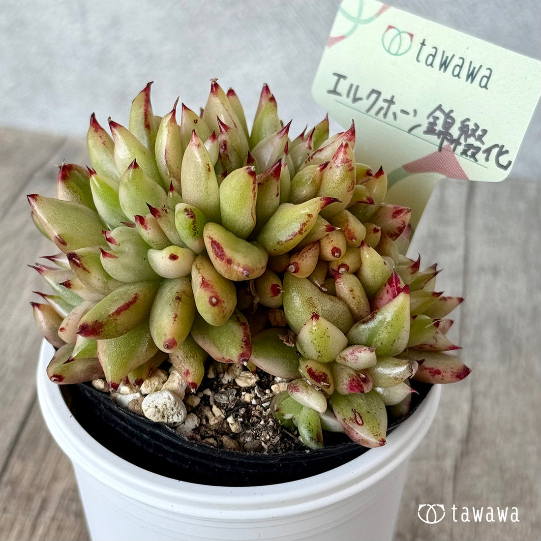 エルクホーン錦綴化【tawawaハウス苗】