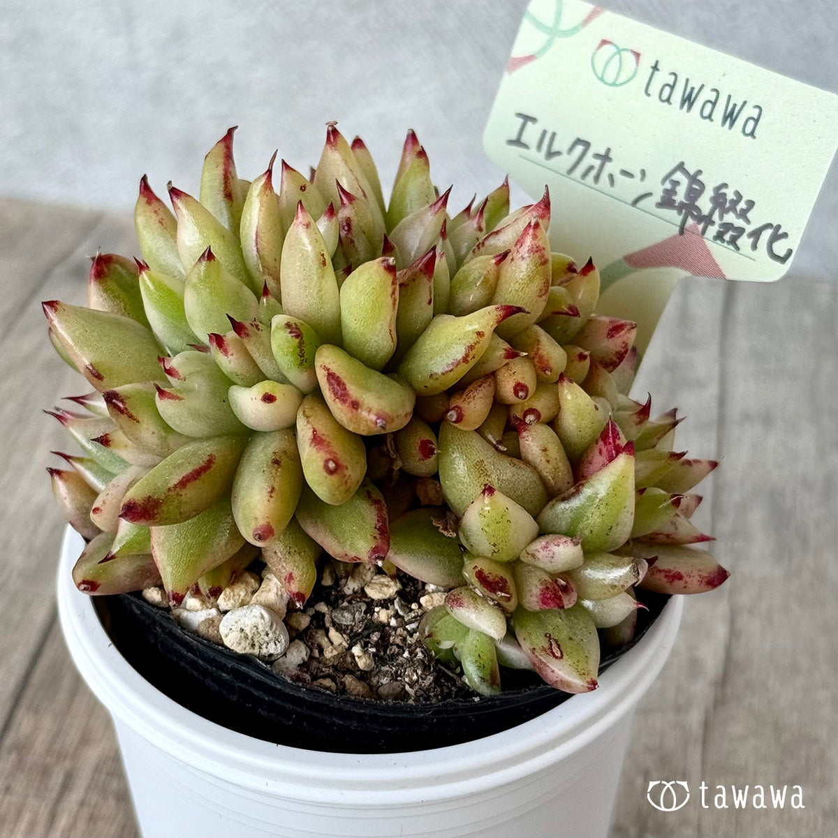 エルクホーン錦綴化【tawawaハウス苗】