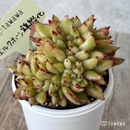 エルクホーン錦綴化【tawawaハウス苗】