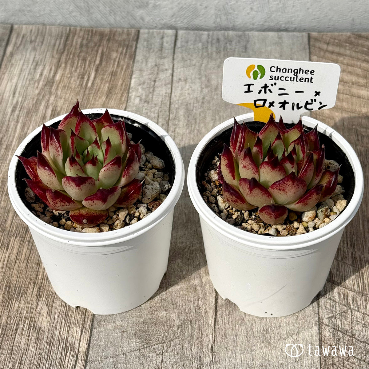 ＊新発売＊　エボニー×ロメオルビン１（チャンヒー農園）【tawawaハウス苗】