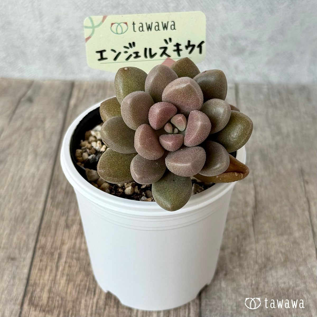 Angels Kiwi (Air Magic Farm) [Tawawa House Seedlings]
