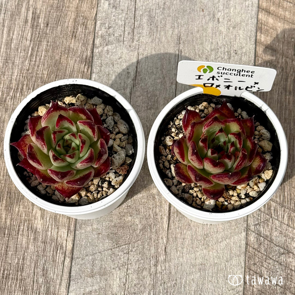 ＊新発売＊　エボニー×ロメオルビン１（チャンヒー農園）【tawawaハウス苗】