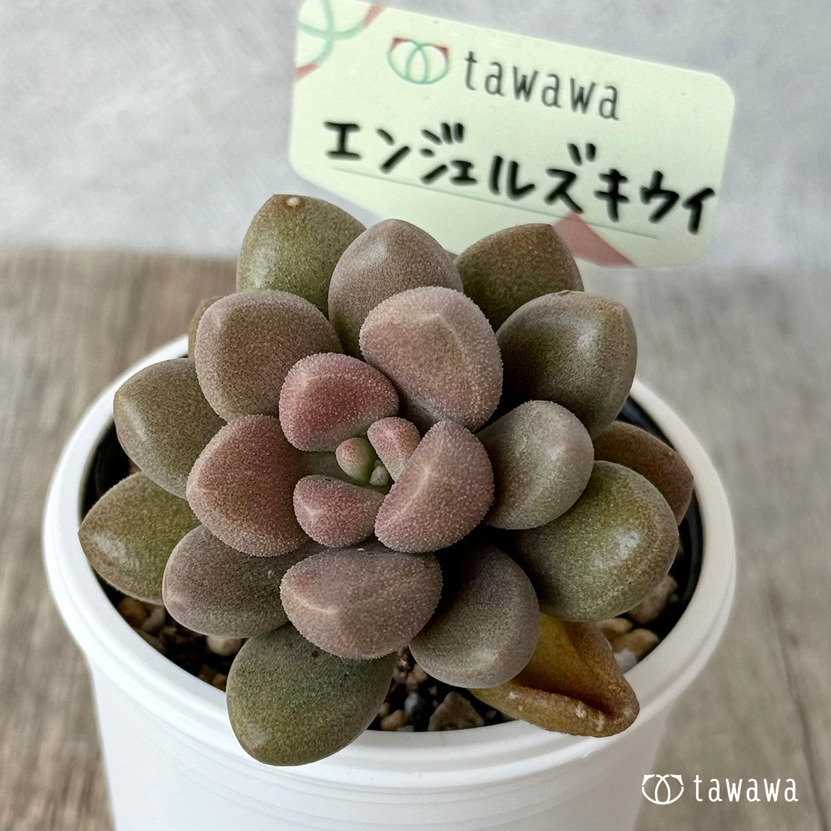 Angels Kiwi (Air Magic Farm) [Tawawa House Seedlings]