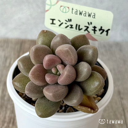 エンジェルズキウイ（エアーマジック農園）【tawawaハウス苗】