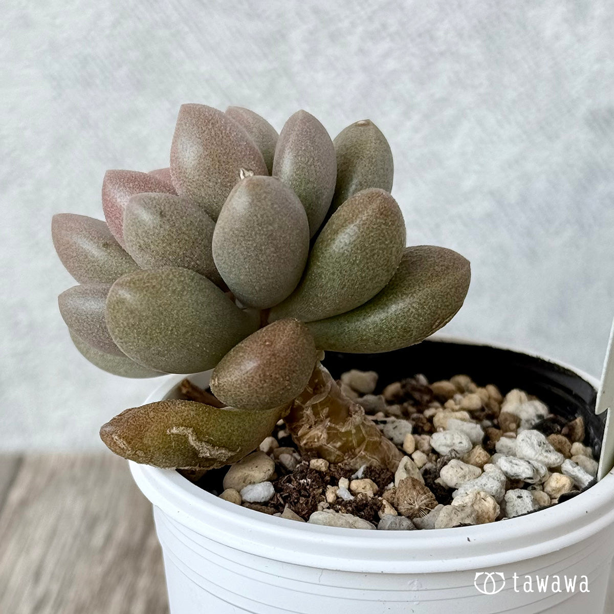 Angels Kiwi (Air Magic Farm) [Tawawa House Seedlings]