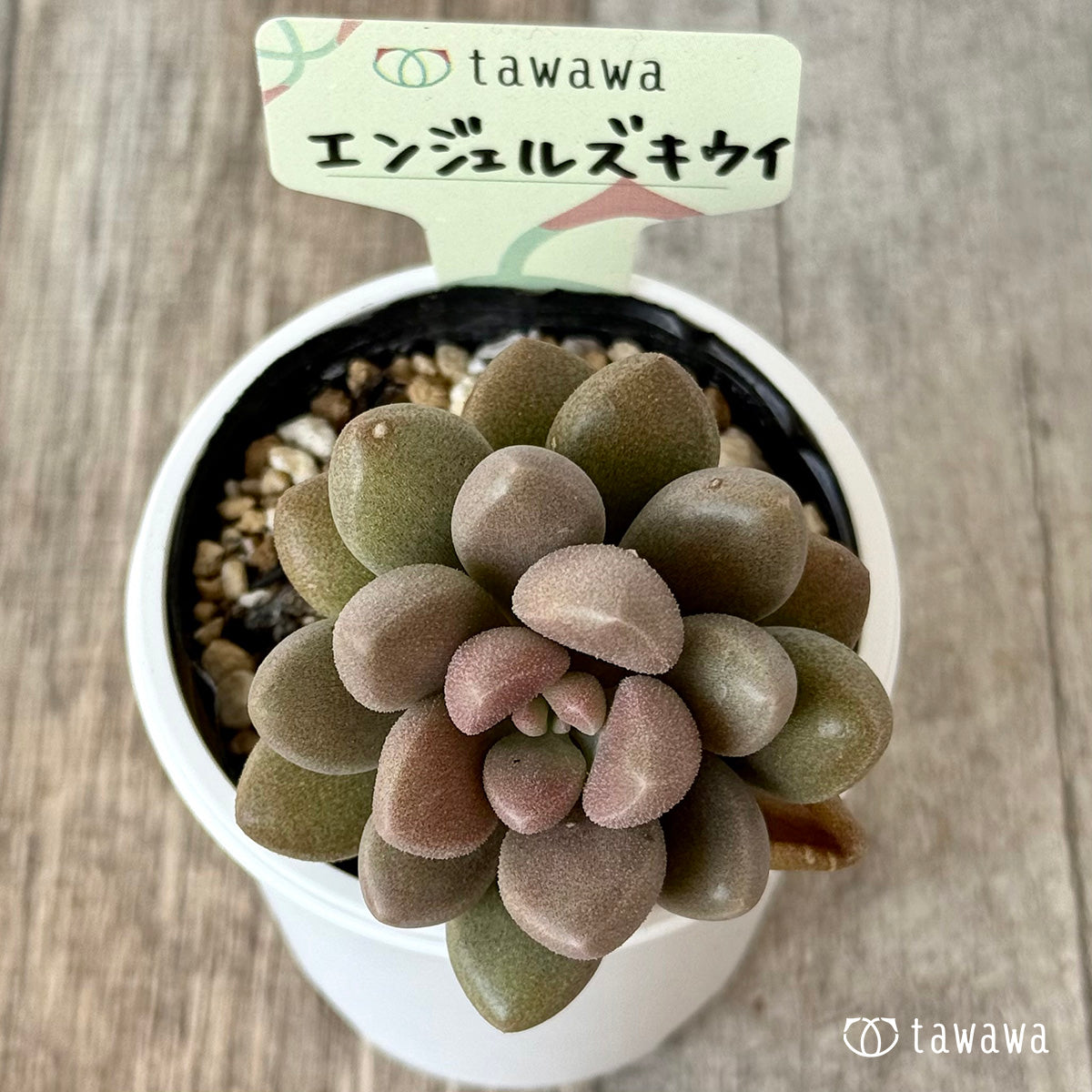 エンジェルズキウイ（エアーマジック農園）【tawawaハウス苗】