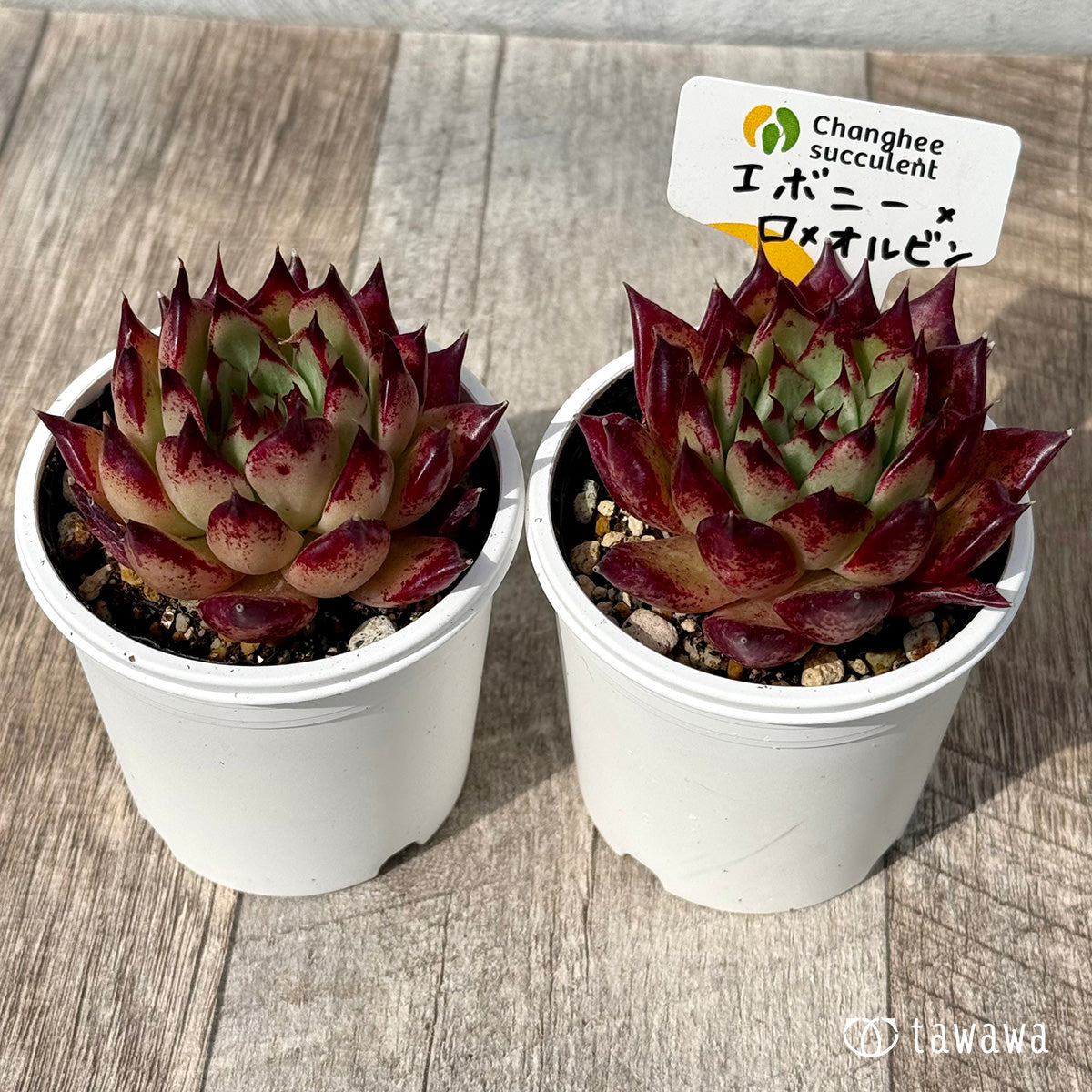 ＊新発売＊　エボニー×ロメオルビン２（チャンヒー農園）【tawawaハウス苗】