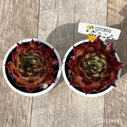 ＊新発売＊　エボニー×ロメオルビン２（チャンヒー農園）【tawawaハウス苗】
