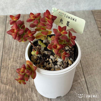 ＊新発売＊　彦星【tawawaハウス苗】