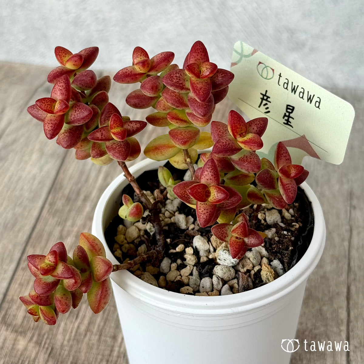 ＊新発売＊　彦星【tawawaハウス苗】