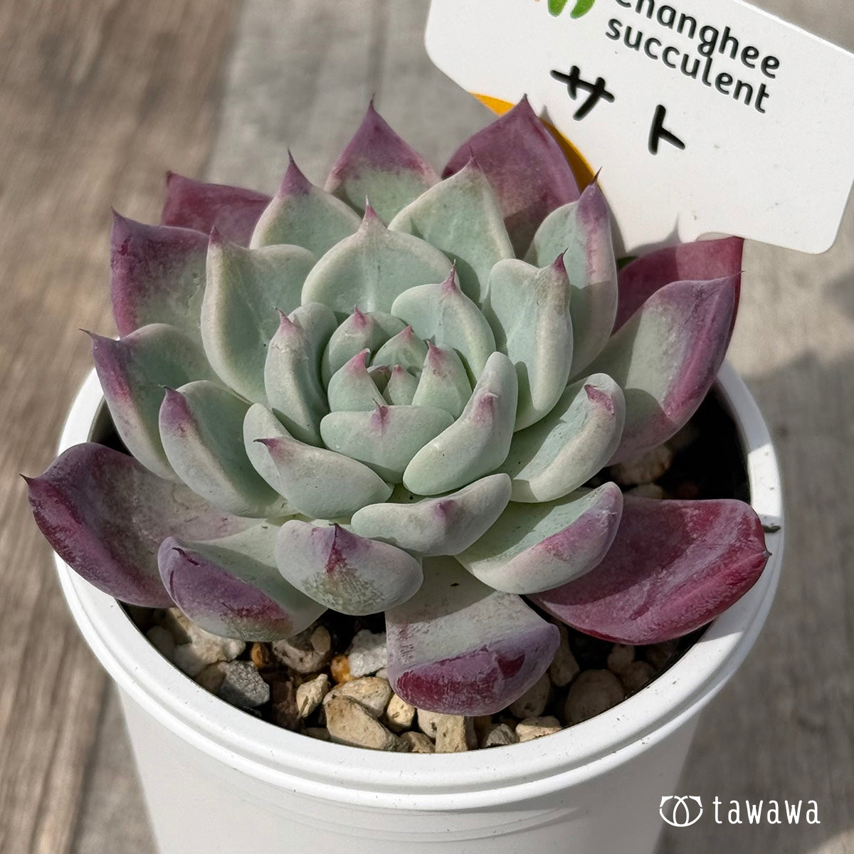 ＊新発売＊　サト（チャンヒー農園）【tawawaハウス苗】