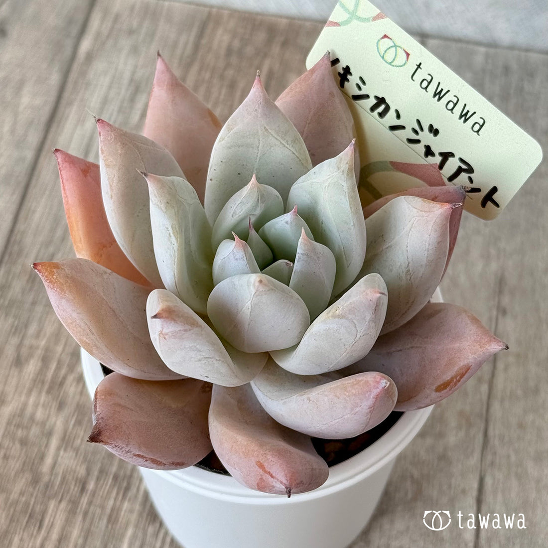 ＊新発売＊　メキシカンジャイアント【tawawaハウス苗】