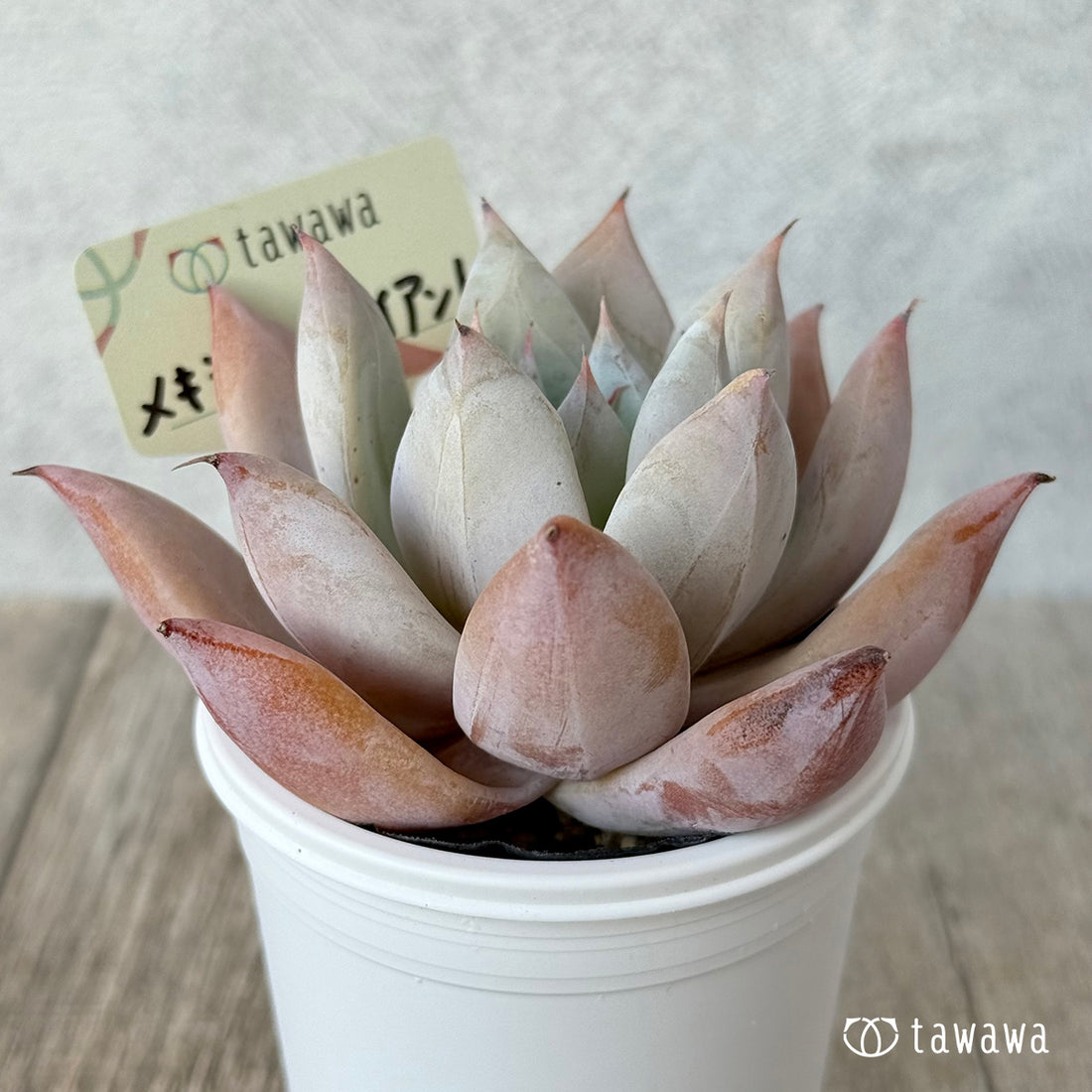 ＊新発売＊　メキシカンジャイアント【tawawaハウス苗】