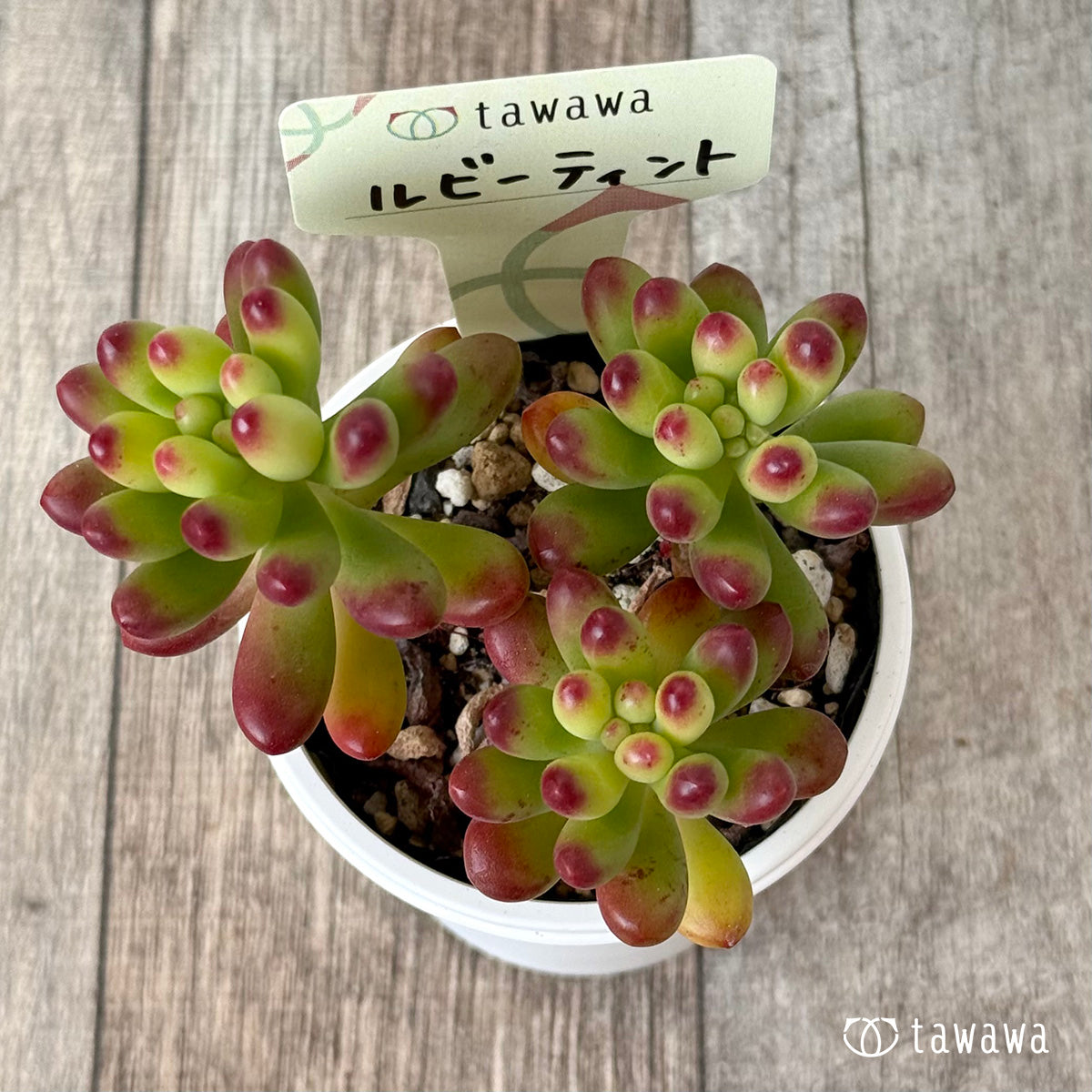 ＊新発売＊　ルビーティント【tawawaハウス苗】