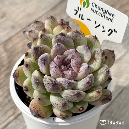 ＊新発売＊　ブルーソング１（チャンヒー農園）【tawawaハウス苗】