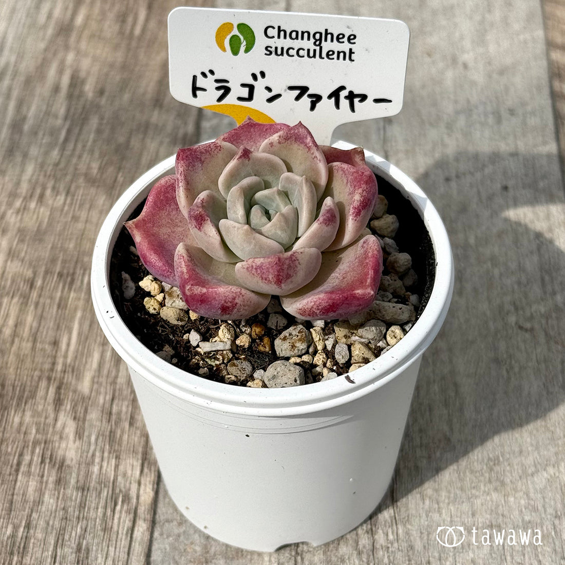 ＊新発売＊　ドラゴンファイヤー　（チャンヒー農園）【tawawaハウス苗】