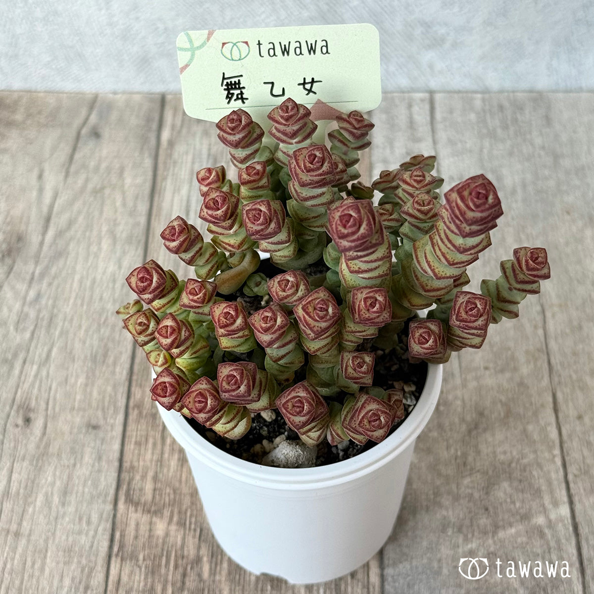 ＊新発売＊　舞乙女【tawawaハウス苗】