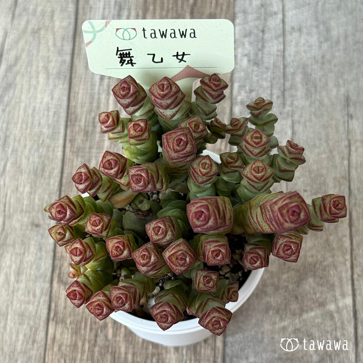 舞乙女【tawawaハウス苗】 – 多肉植物の通販・販売サイト tawawa