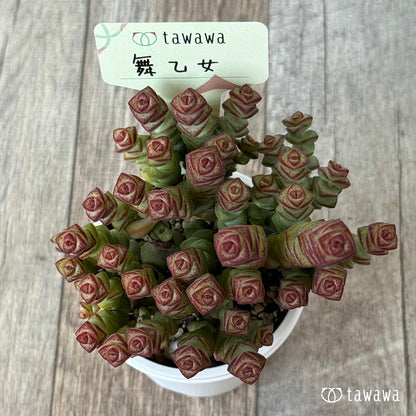 ＊新発売＊　舞乙女【tawawaハウス苗】