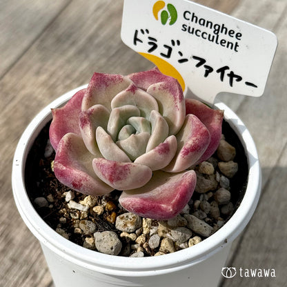 ＊新発売＊　ドラゴンファイヤー　（チャンヒー農園）【tawawaハウス苗】