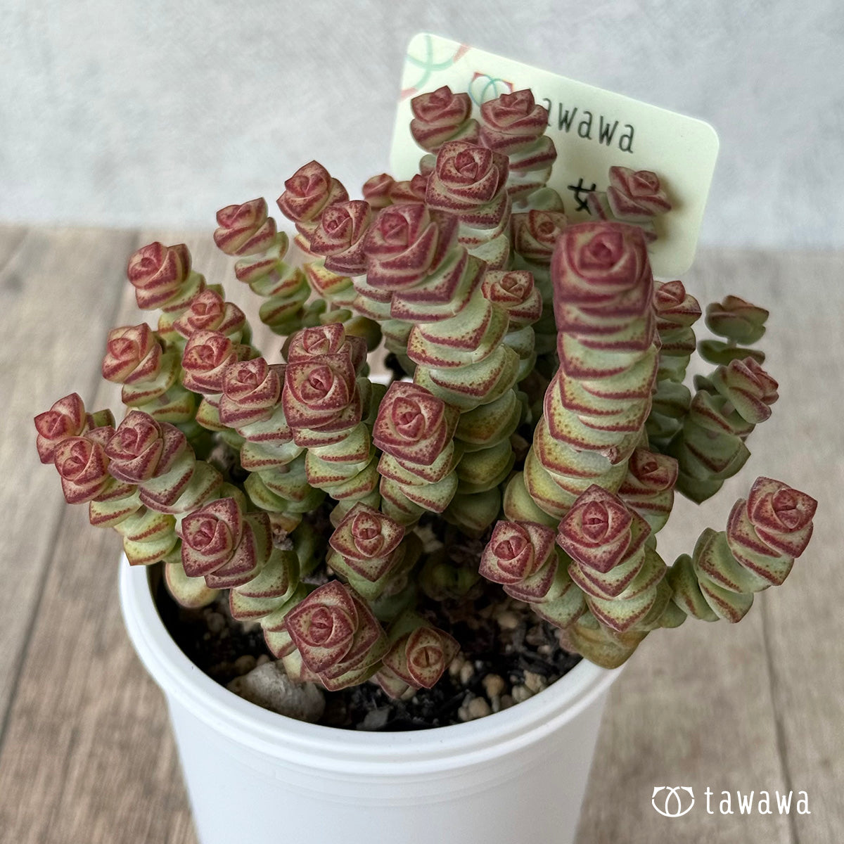 Mini Buddha Temple