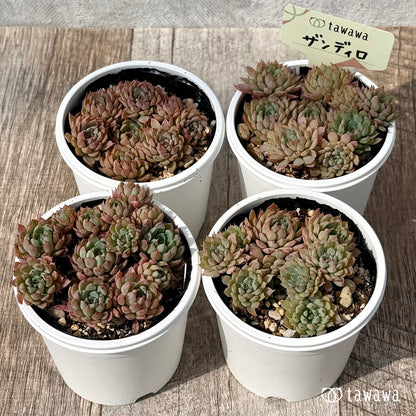 ＊新発売＊　ザンディロ（エアーマジック農園）【tawawaハウス苗】
