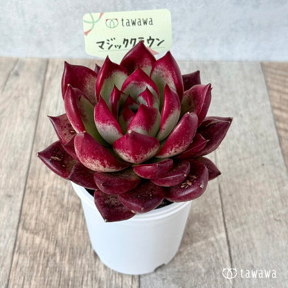 매직 크라운 (에어 매직 모종)