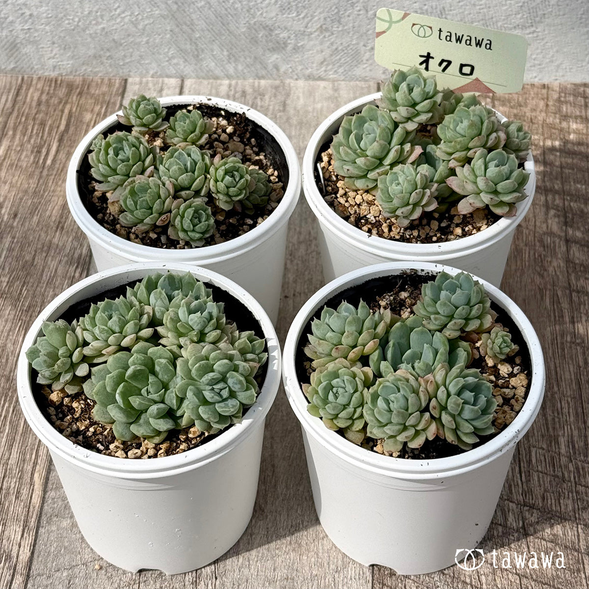 ＊新発売＊　オクロ（エアーマジック農園）【tawawaハウス苗】