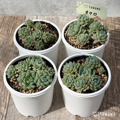 ＊新発売＊　オクロ（エアーマジック農園）【tawawaハウス苗】