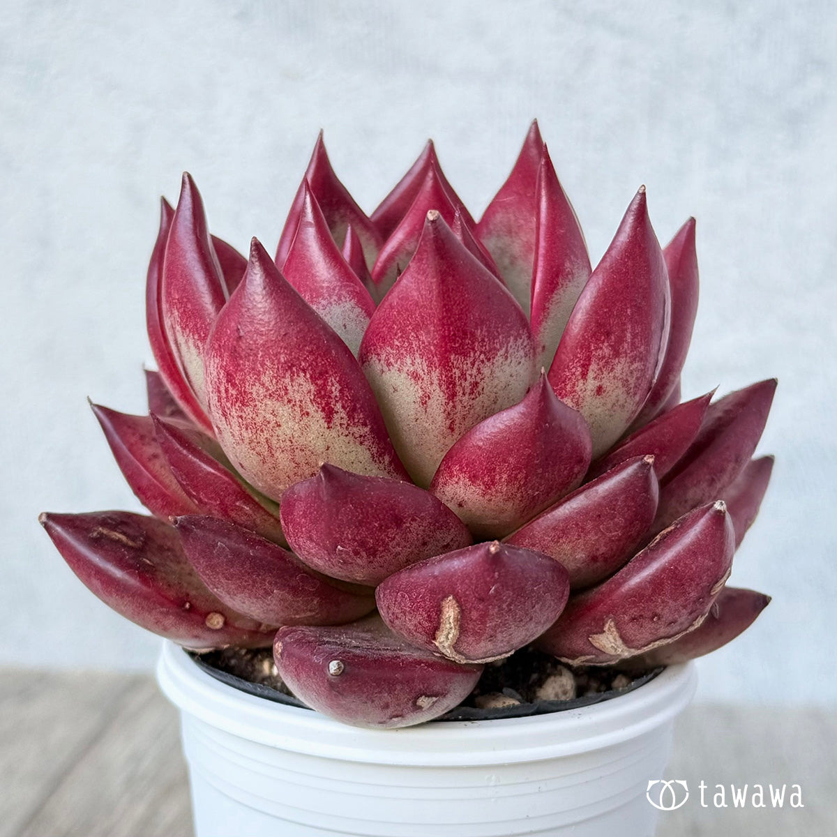 매직 크라운 (에어 매직 모종)