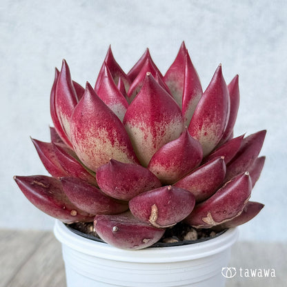 매직 크라운 (에어 매직 모종)