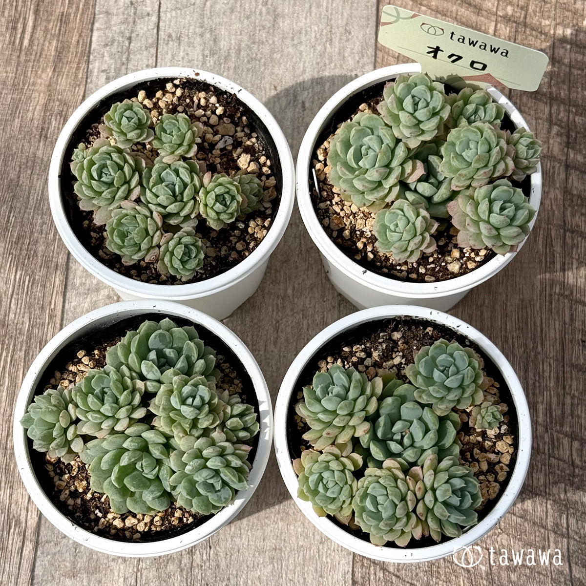 ＊新発売＊　オクロ（エアーマジック農園）【tawawaハウス苗】