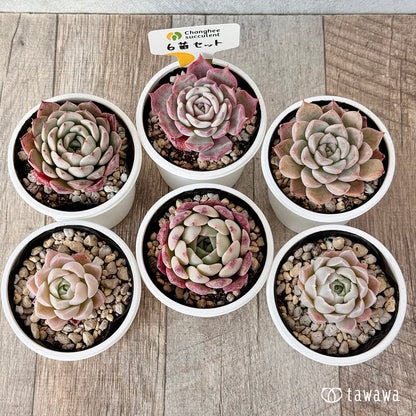 ＊新発売＊　6苗セット（チャンヒー農園）【tawawaハウス苗】