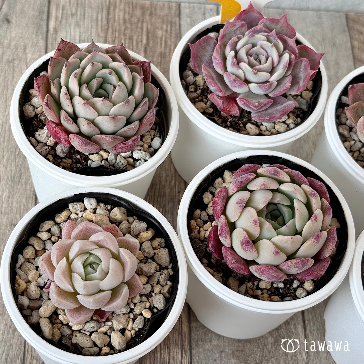 6苗セット（チャンヒー農園）【tawawaハウス苗】 – 多肉植物の通販