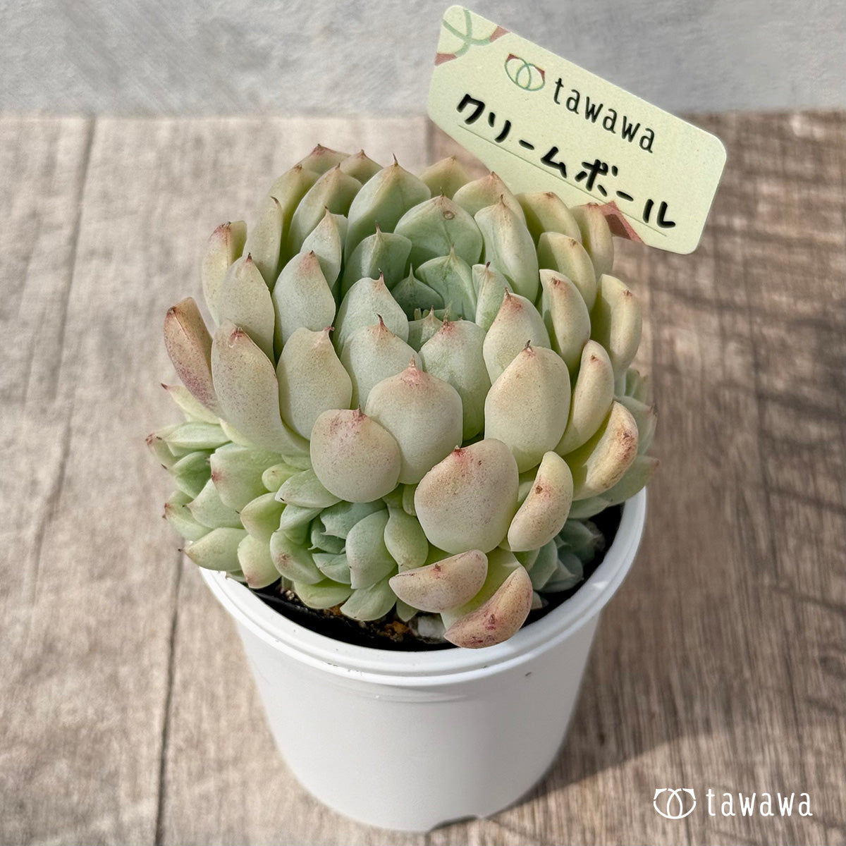 ＊新発売＊　クリームボール（エアーマジック農園）【tawawaハウス苗】