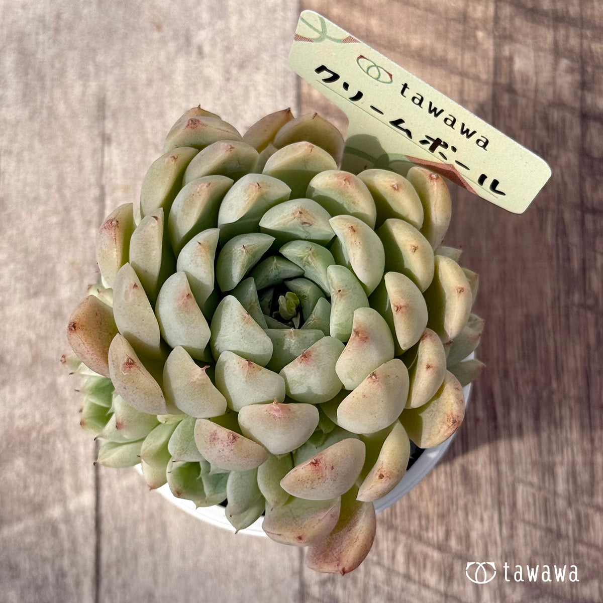 ＊新発売＊　クリームボール（エアーマジック農園）【tawawaハウス苗】