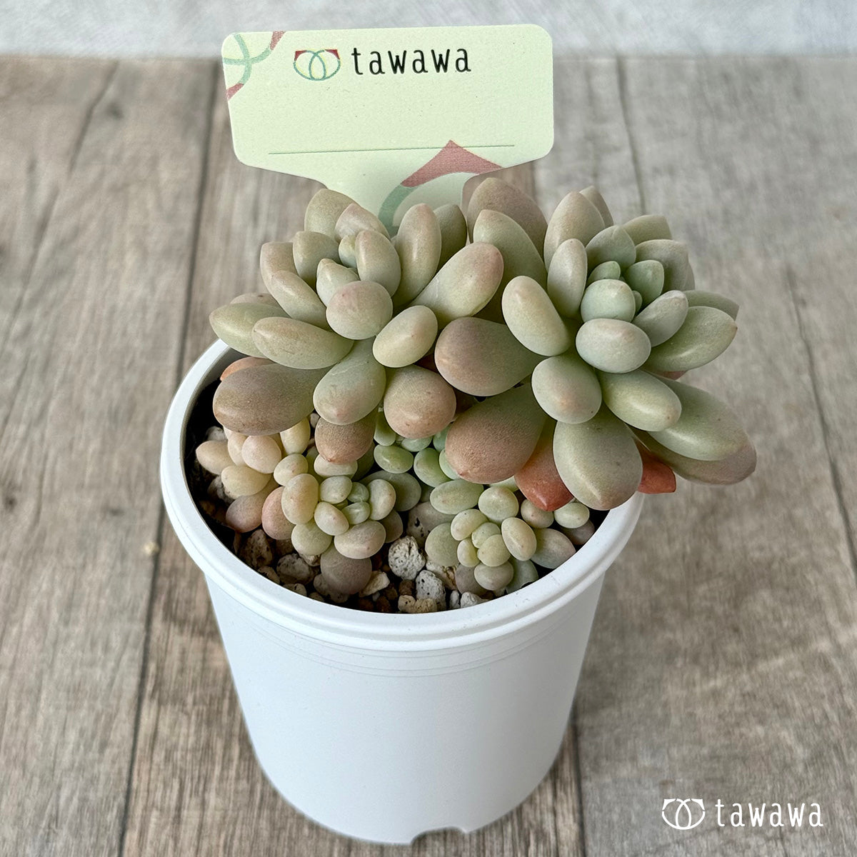 ＊新発売＊　名前のない苗 １【tawawaハウス苗】