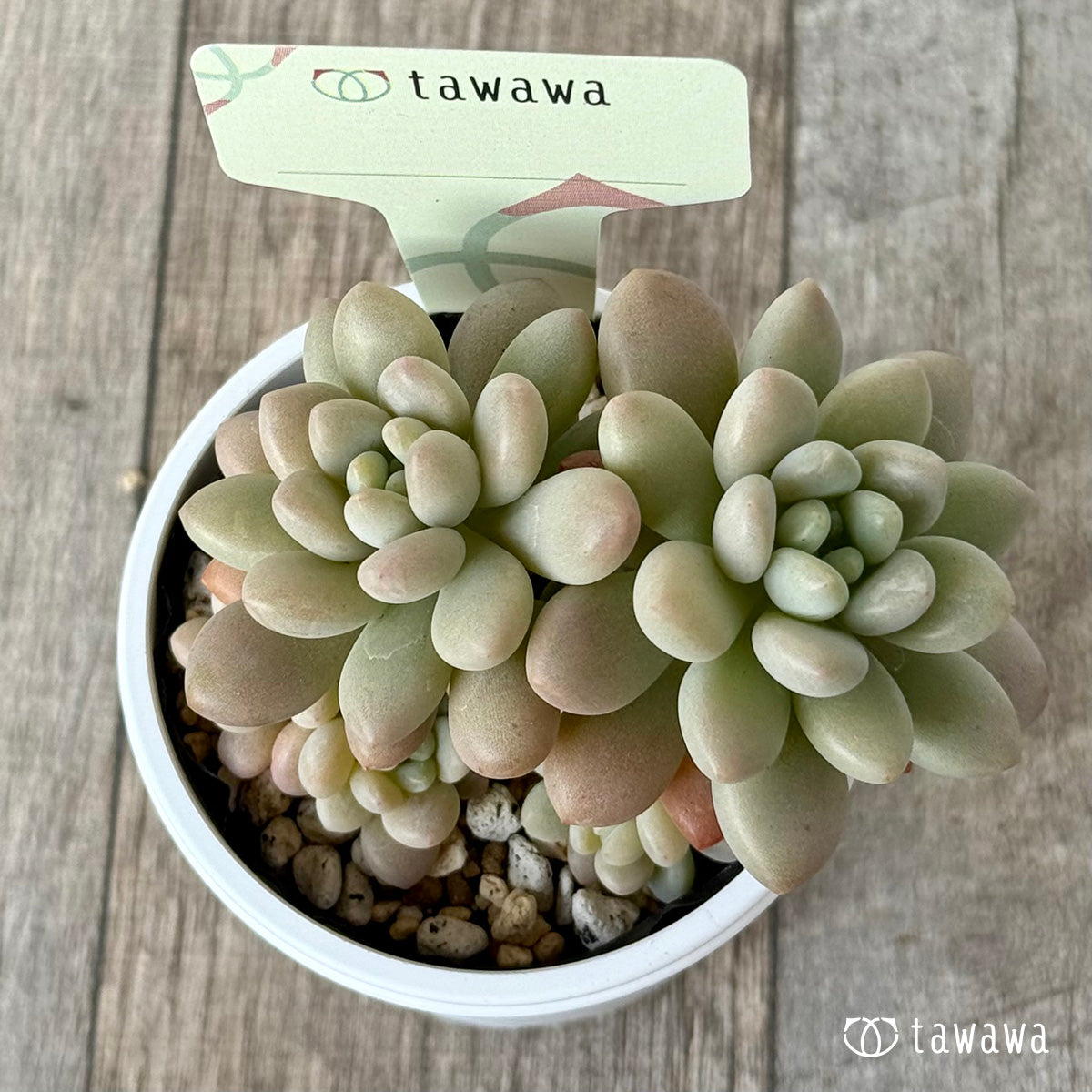 名前のない苗 １【tawawaハウス苗】
