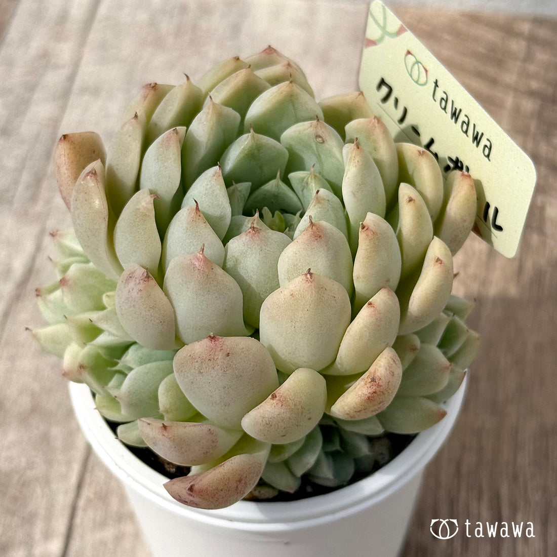 *新発売* クリームボール(エアーマジック農園)【tawawaハウス苗】