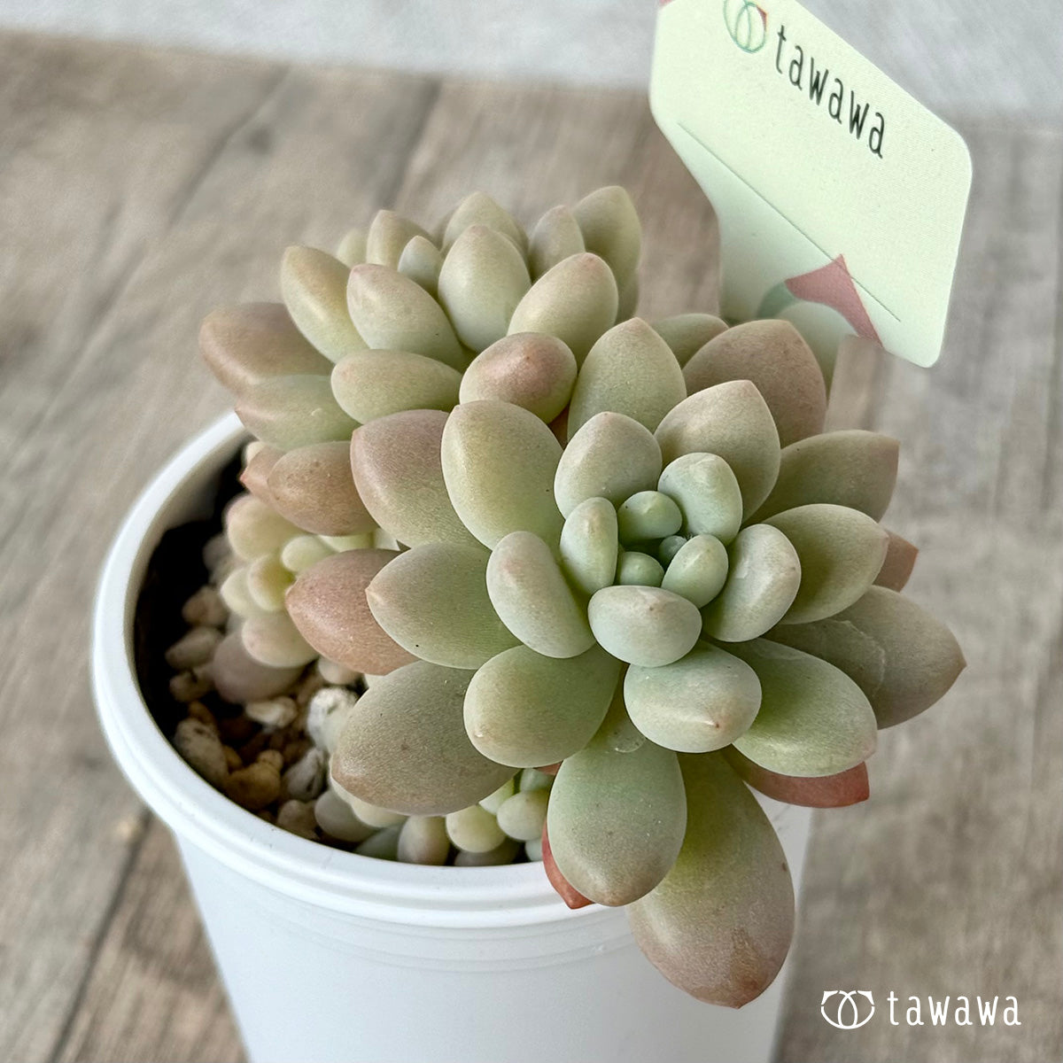 ＊新発売＊　名前のない苗 １【tawawaハウス苗】