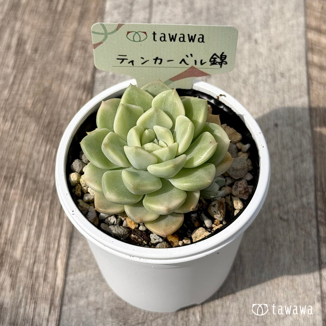 ＊新発売＊　ティンカーベル錦　【tawawaハウス苗】