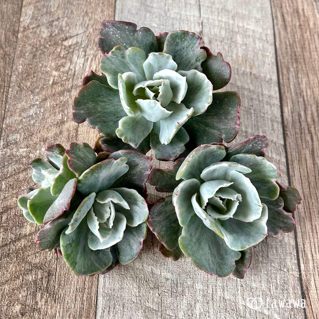 New Arrival* Star Mark